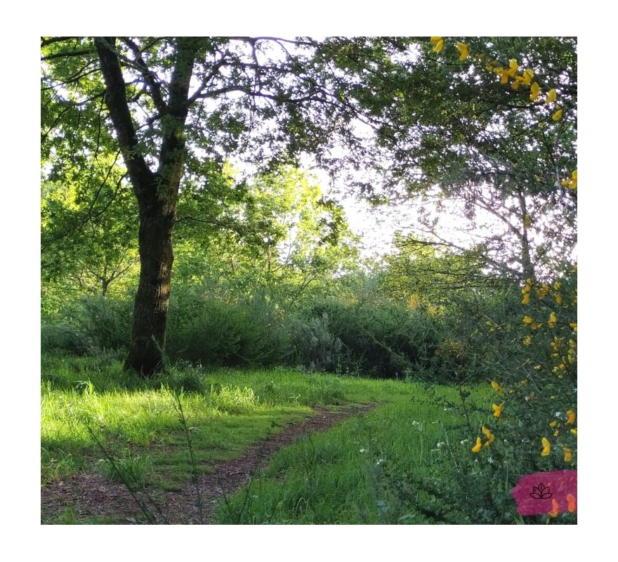 Baños de bosque: Pronto nuevas fechas en tu pantalla